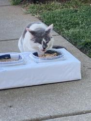 Found/Stray Male Cat last seen 29th street and 20 th ave dr NE, Hickory, NC 28601