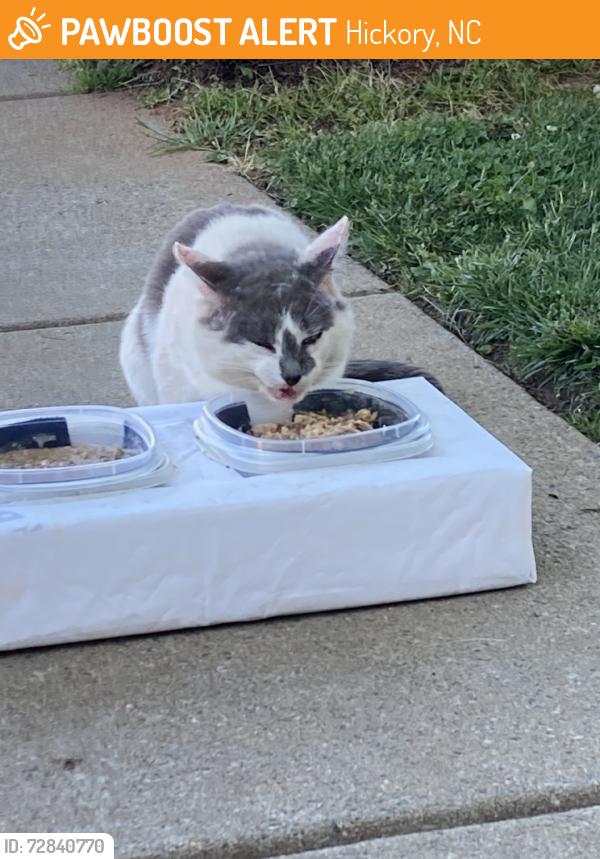 Found/Stray Male Cat last seen 29th street and 20 th ave dr NE, Hickory, NC 28601