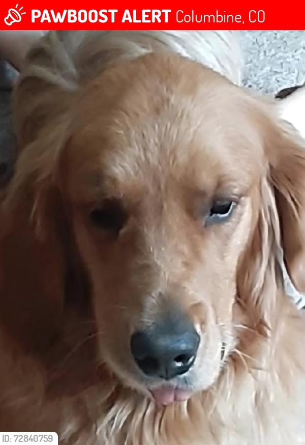 Lost Male Dog last seen Ken Caryl and Pierce, Columbine, CO 80128