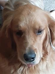 Lost Male Dog last seen Ken Caryl and Pierce, Columbine, CO 80128