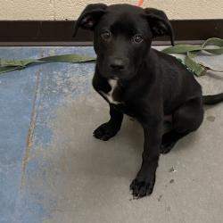 Shelter Stray Female Dog last seen , Memphis, TN 38133