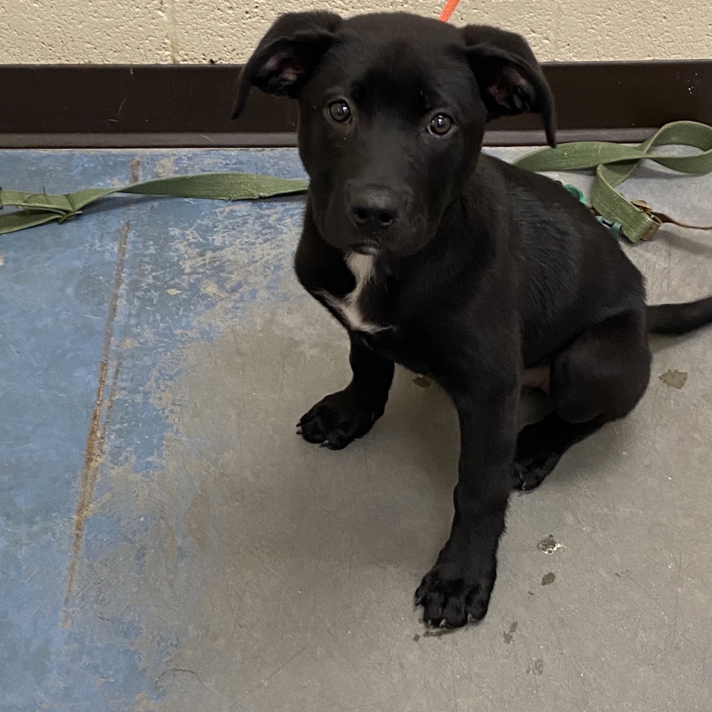 Shelter Stray Female Dog last seen , Memphis, TN 38133