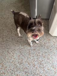 Found/Stray Female Dog last seen 63rd Ave S and MLK, St. Petersburg, FL 33705