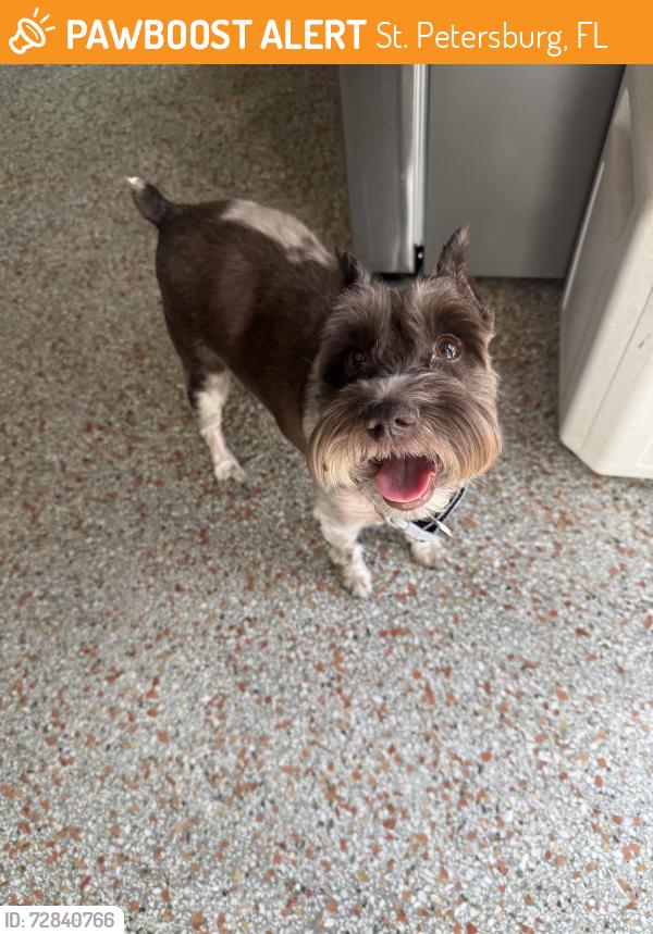 Found/Stray Female Dog last seen 63rd Ave S and MLK, St. Petersburg, FL 33705