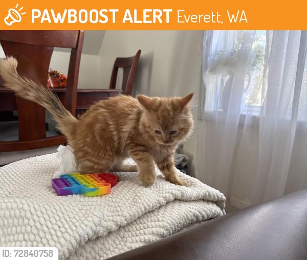 Found/Stray Unknown Cat last seen 38th st Rucker Ave Everett, WA 98201, Everett, WA 98201
