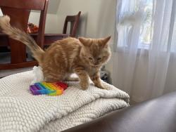 Found/Stray Unknown Cat last seen 38th st Rucker Ave Everett, WA 98201, Everett, WA 98201