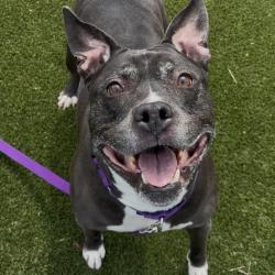 Shelter Stray Male Dog last seen , Philadelphia, PA 19140