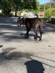 Found/Stray Female Dog last seen Rigdon Rd, Columbus, GA 31906