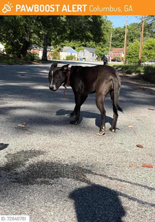 Found/Stray Female Dog last seen Rigdon Rd, Columbus, GA 31906
