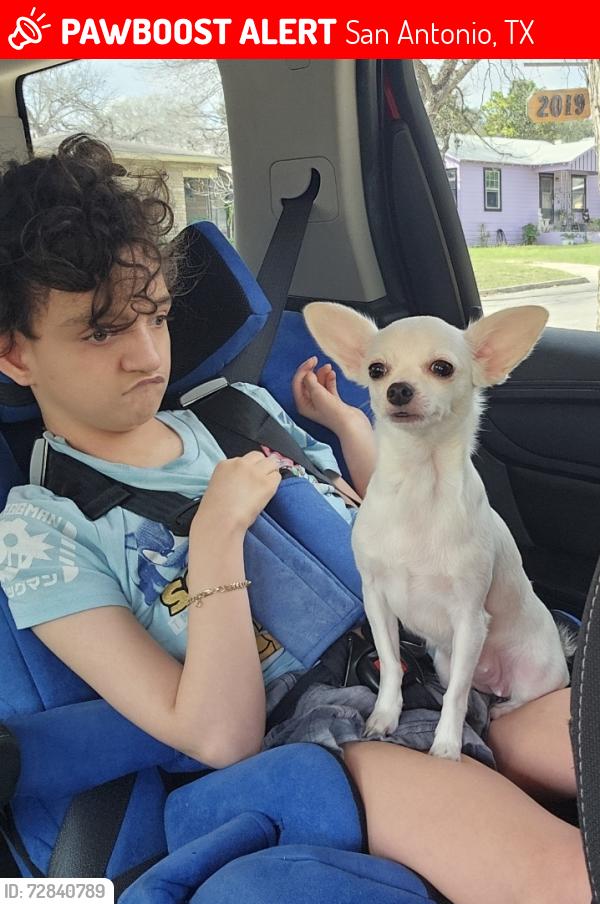 Lost Female Dog last seen Adele, San Antonio, TX 78210