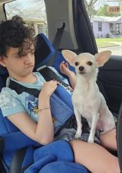 Lost Female Dog last seen Adele, San Antonio, TX 78210