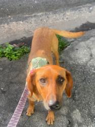Lost Female Dog last seen Praça da moça, Centro, SP 04476-240