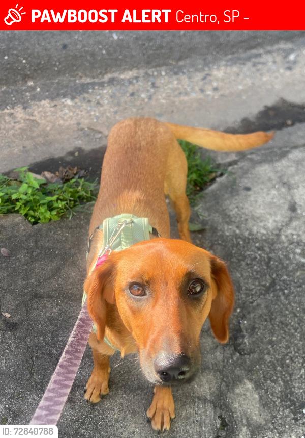 Lost Female Dog last seen Praça da moça, Centro, SP 04476-240