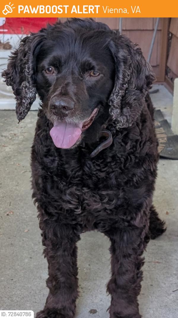 Found/Stray Unknown Dog last seen Kingsley Rd SW, Vienna, VA 22180