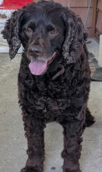 Found/Stray Unknown Dog last seen Kingsley Rd SW, Vienna, VA 22180