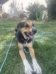Found/Stray Female Dog last seen Between D street and stoddard and in alley behind northpark, San Bernardino, CA 92407