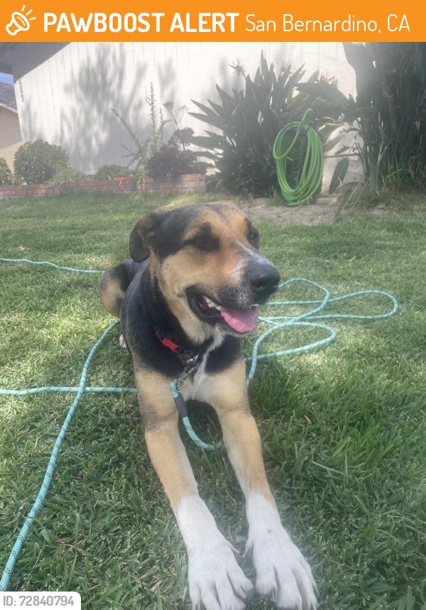 Found/Stray Female Dog last seen Between D street and stoddard and in alley behind northpark, San Bernardino, CA 92407