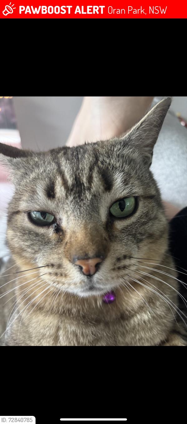 Lost Male Cat last seen Near dransfeild drive the one with a wooden door, Oran Park, NSW 2570