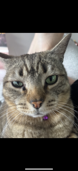 Lost Male Cat last seen Near dransfeild drive the one with a wooden door, Oran Park, NSW 2570