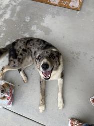 Found/Stray Female Dog last seen Pokeroot, San Bernardino, CA 92407