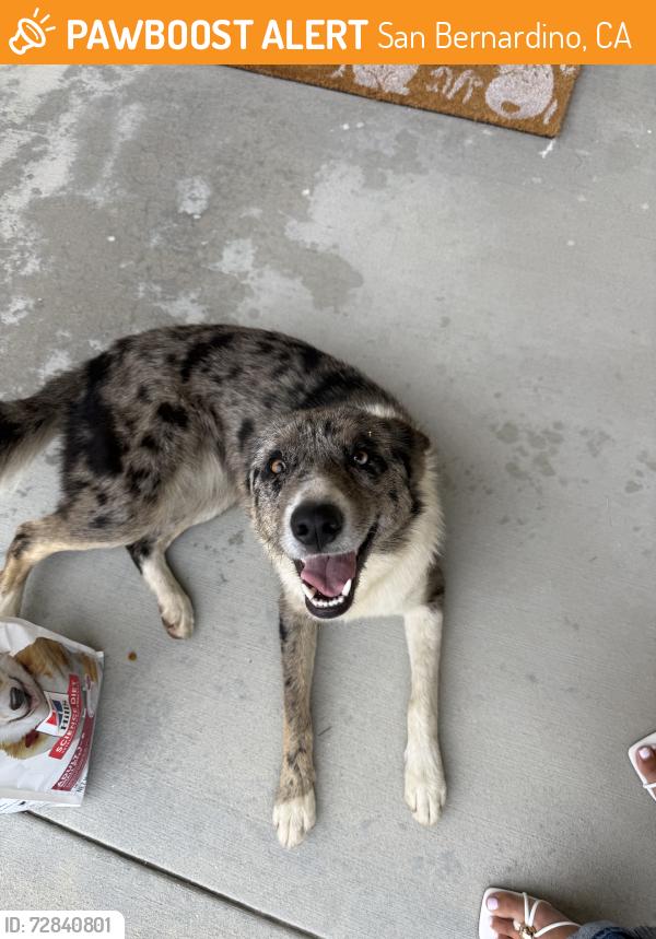 Found/Stray Female Dog last seen Pokeroot, San Bernardino, CA 92407