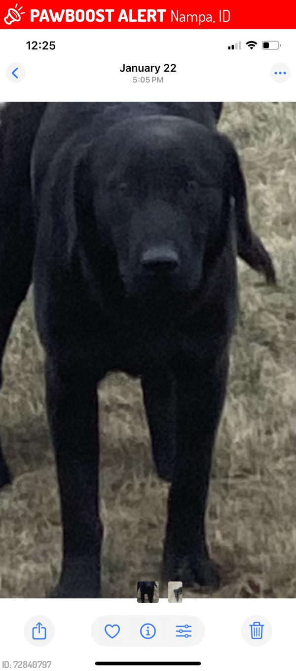 Lost Male Dog last seen Pit rd, Nampa, ID 83687
