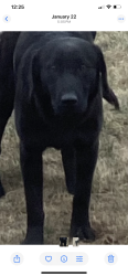 Lost Male Dog last seen Pit rd, Nampa, ID 83687