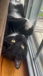 Lost Male Cat last seen Central, Norfolk, VA 23513