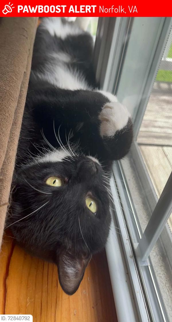 Lost Male Cat last seen Central, Norfolk, VA 23513