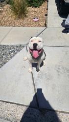 Found/Stray Male Dog last seen Paseo del norte , Albuquerque, NM 87114