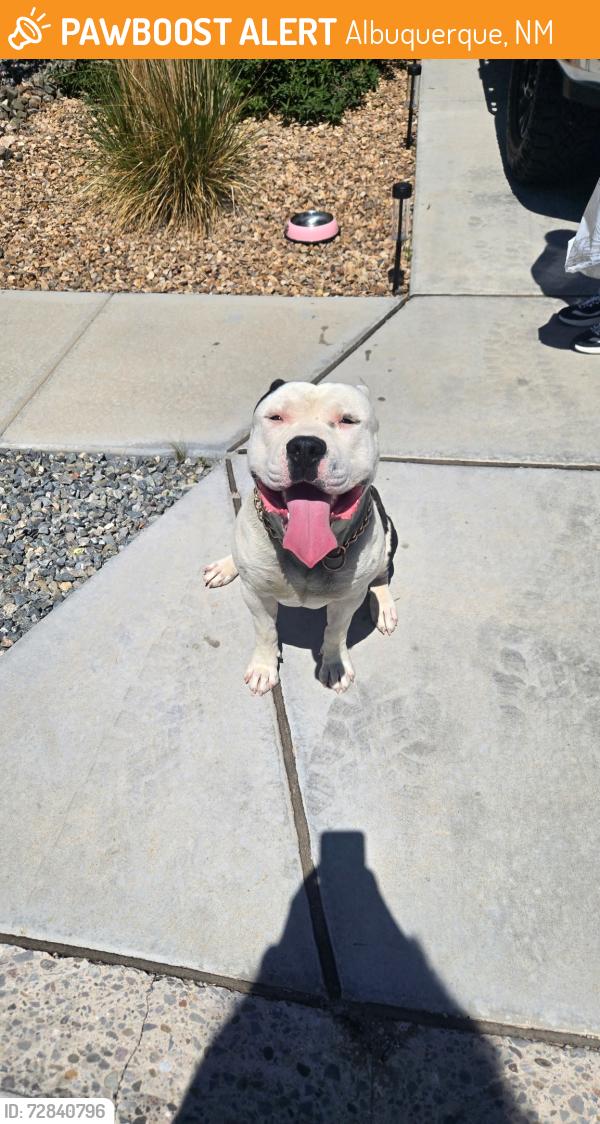 Found/Stray Male Dog last seen Paseo del norte, Albuquerque, NM 87114