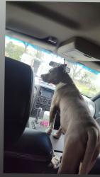 Lost Male Dog last seen T pier in Lakeway Harbor sub division , Flint, TX 75762