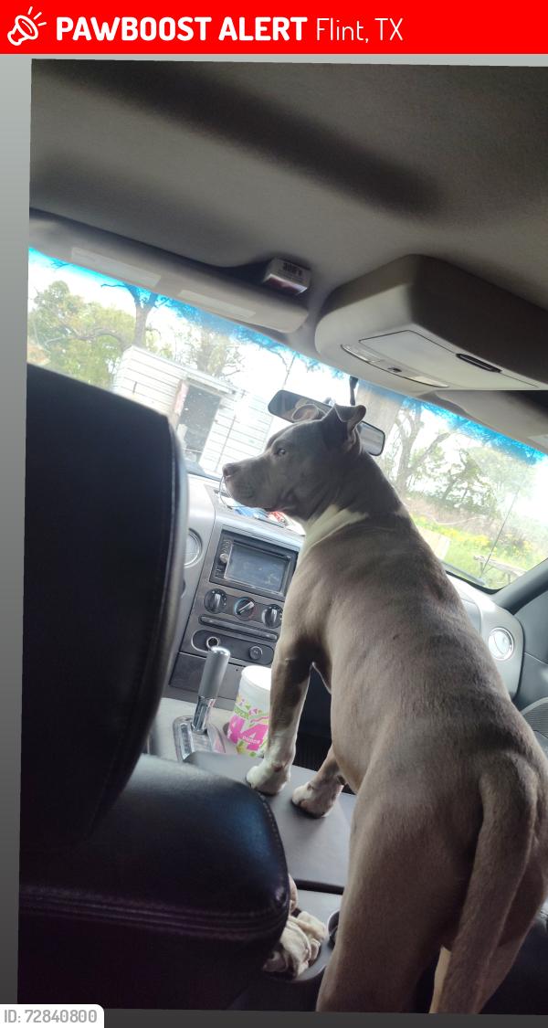 Lost Male Dog last seen T pier in Lakeway Harbor sub division , Flint, TX 75762