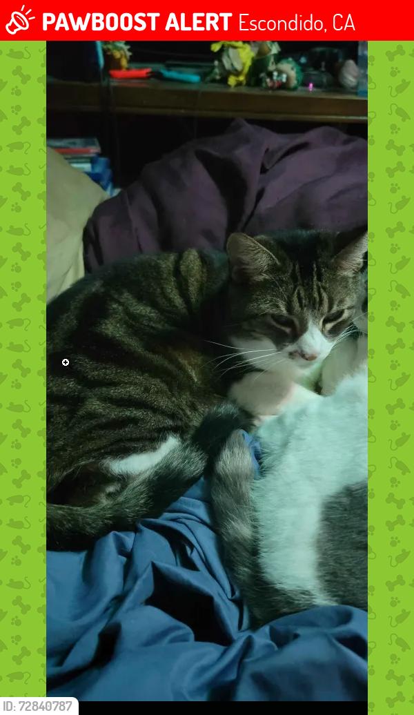 Lost Female Cat last seen Ash, Escondido, CA 92027