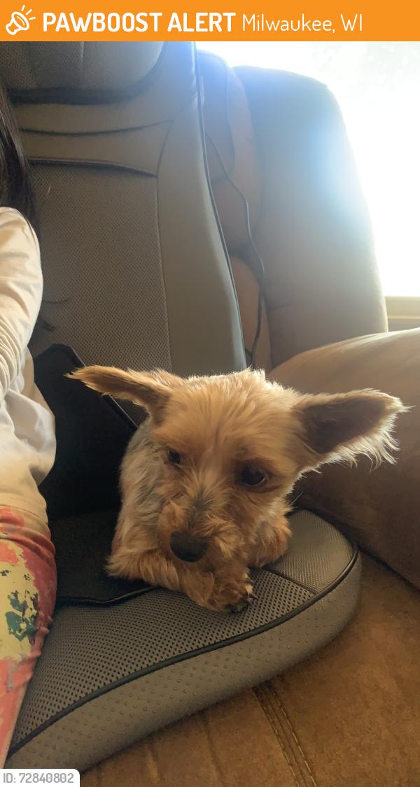 Found/Stray Female Dog last seen Near Windlake ave milwaukee wi, Milwaukee, WI 53215