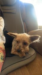 Found/Stray Female Dog last seen Near Windlake ave milwaukee wi, Milwaukee, WI 53215