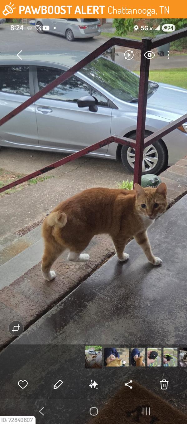Found/Stray Male Cat last seen Gadd and highway 153, Chattanooga, TN 37343