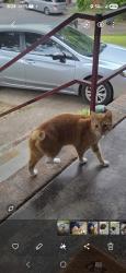 Found/Stray Male Cat last seen Gadd and highway 153, Chattanooga, TN 37343