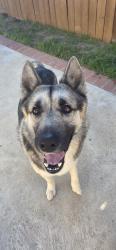 Reunited Male Dog last seen Dorado and ilex St sun valley, Los Angeles, CA 91331