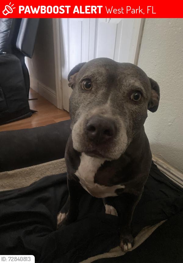 Lost Female Dog last seen West park fl 23rd street , West Park, FL 33023