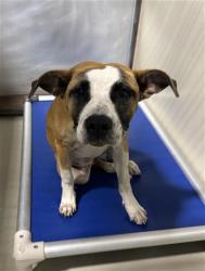 Shelter Stray Female Dog last seen Near BLOCK BEARDSLEY AVE, BAKERSFIELD CA 93308, Bakersfield, CA 93308