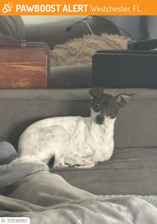 Found/Stray Female Dog last seen Coral way & 97 avenue, Westchester, FL 33165