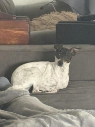 Found/Stray Female Dog last seen Coral way & 97 avenue, Westchester, FL 33165