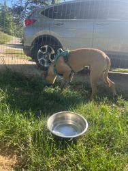 Found/Stray Male Dog last seen Found on carbon city road near Sheetz and Taco Bell , Burke County, NC 28655