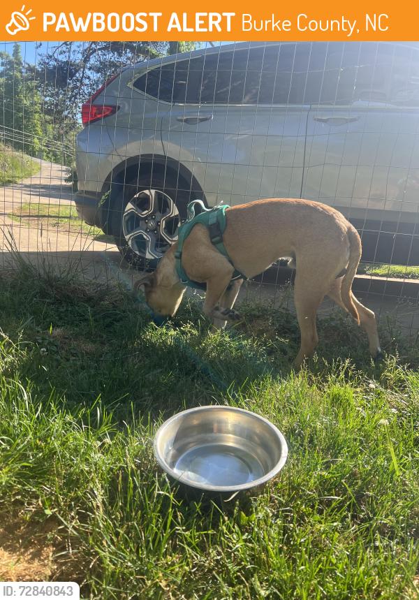 Found/Stray Male Dog last seen Found on carbon city road near Sheetz and Taco Bell , Burke County, NC 28655