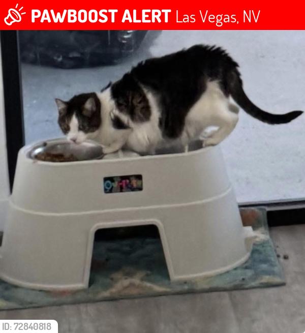 Lost Female Cat last seen Las Vegas blvd and warm springs , Las Vegas, NV 89123