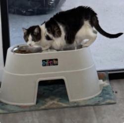 Lost Female Cat last seen Las Vegas blvd and warm springs , Las Vegas, NV 89123