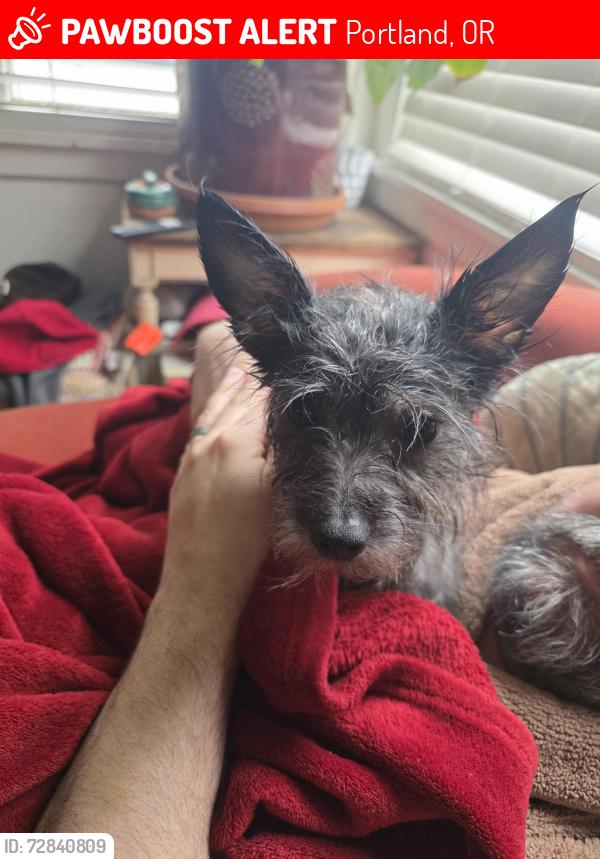 Lost Female Dog last seen N Polk and N Willamette Blvd, Portland, OR 97203