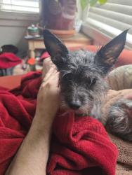 Lost Female Dog last seen N Polk and N Willamette Blvd, Portland, OR 97203