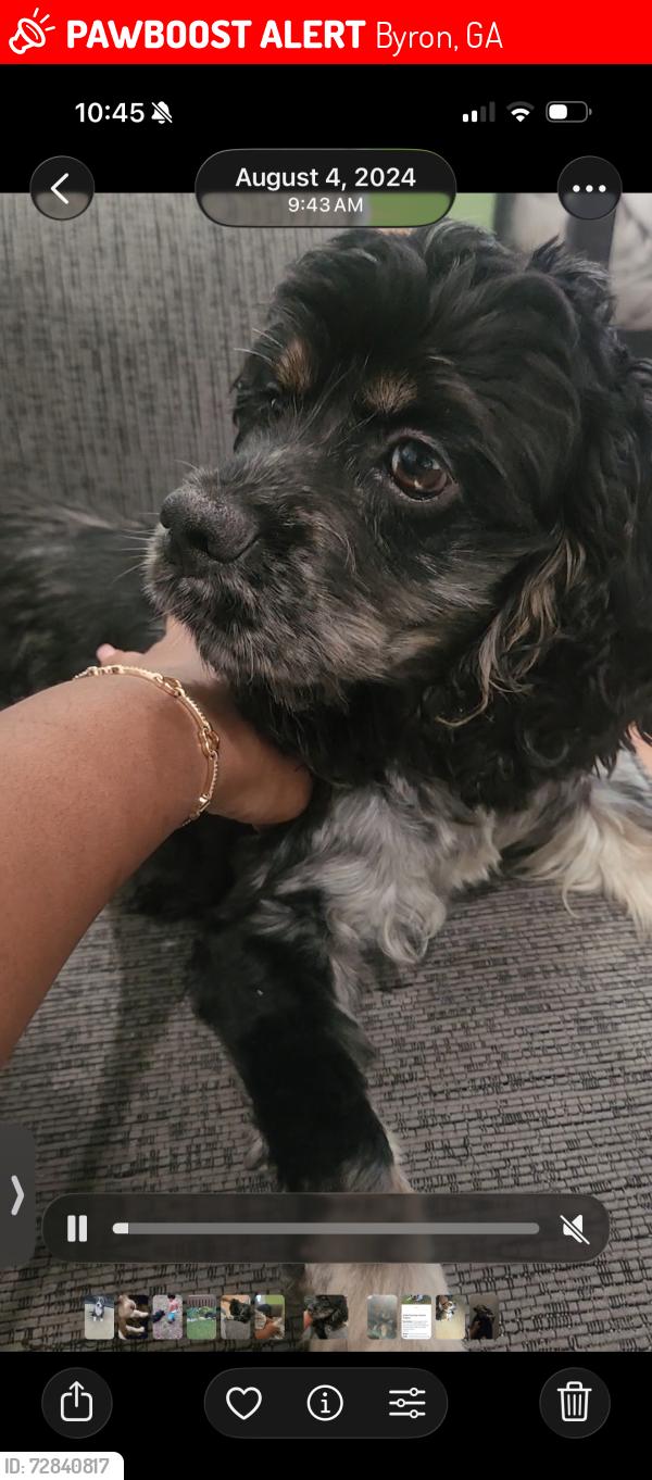 Lost Female Dog last seen White road, Byron, GA 31008